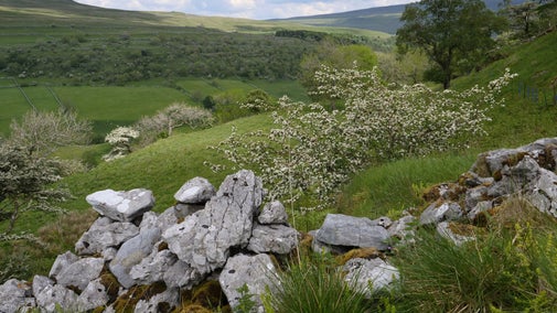 Raisgill Wood in Upper Wharfedale, Yorkshire Dales